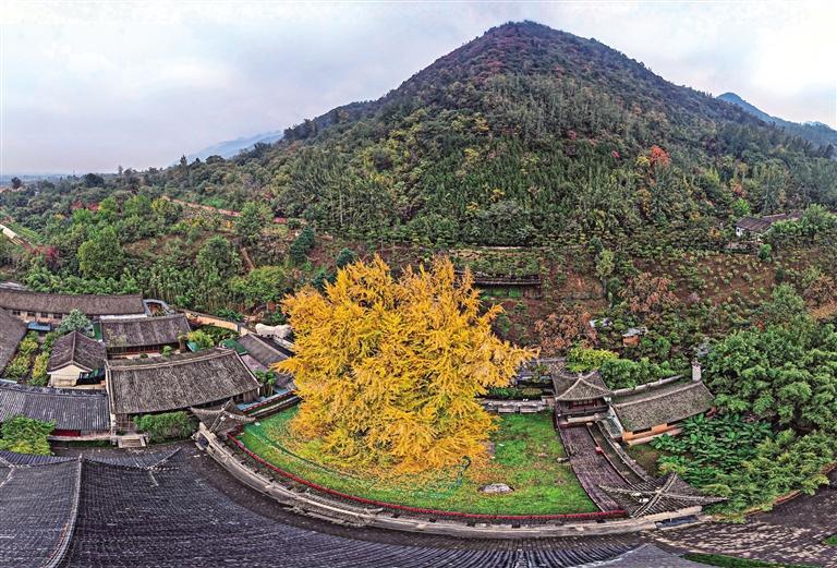 终南山观音禅寺古银杏树重披黄金甲