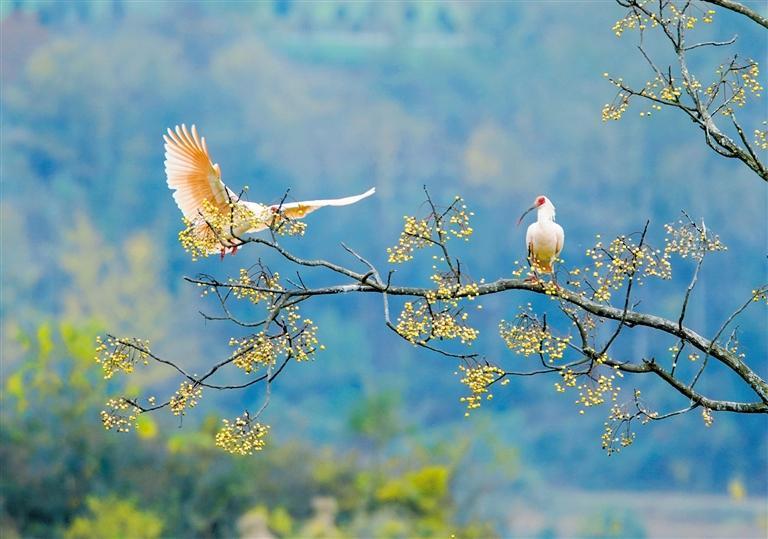 572种！陕西鸟类40余年新增200多种