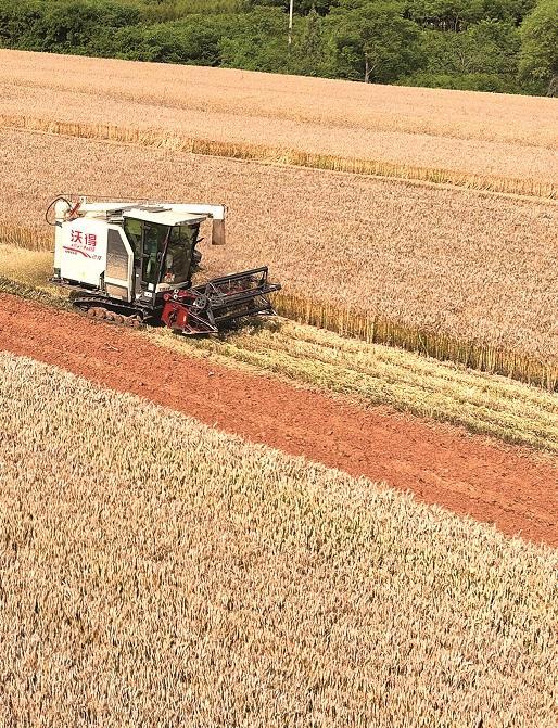 全国“三夏”麦收进度过半 陕西进入收获高峰