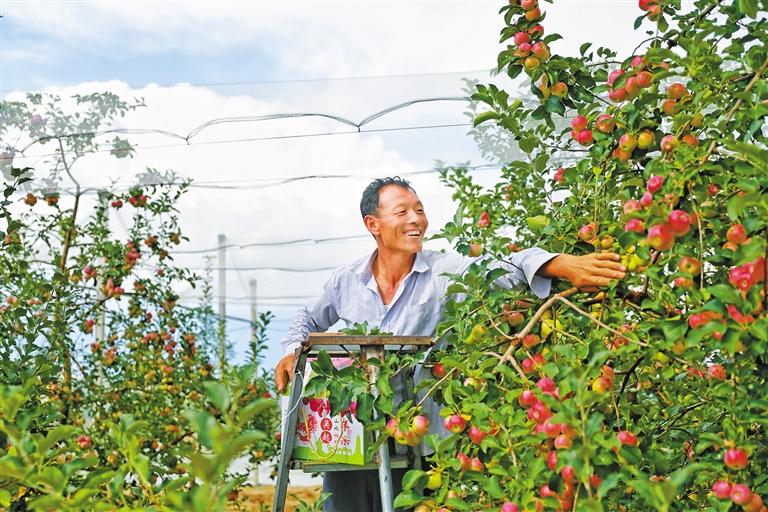 吴起：早熟袖珍苹果成“新宠”