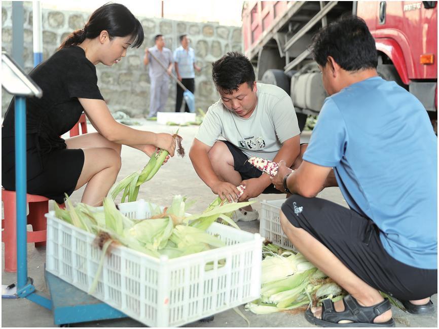 鲜食玉米产业在宁陕悄然兴起