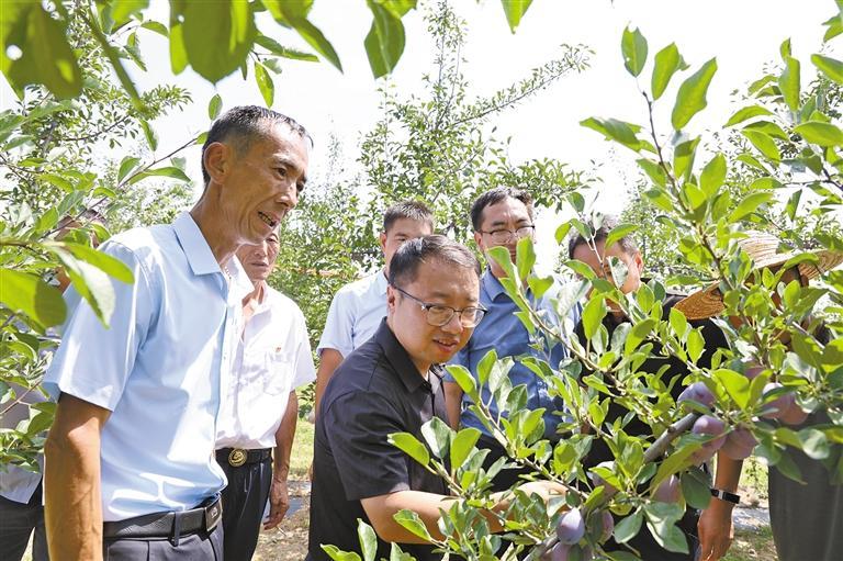 洛川：因地制宜谋产业